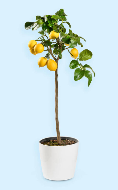 Frische reife Zitronen wachsen am Baum mit grünen Blättern und dünnem Stamm im Keramiktopf vor blauem Hintergrund im Atelier - Foto, Bild