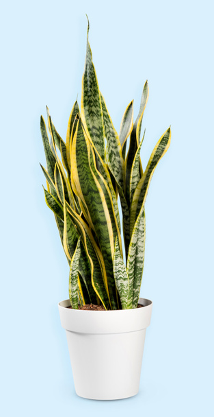 Green snake plant with long thin leaves growing in white flowerpot against light blue background in studio - Photo, Image