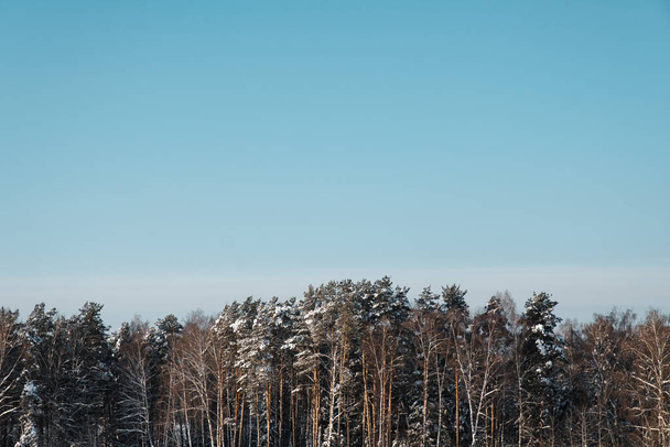 Winter forest. Snowy winter. Snow field in front of the forest - Foto, Imagem