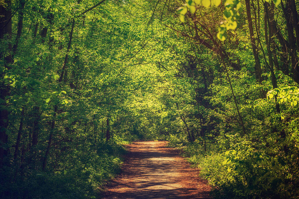 Summer green forest - Photo, image
