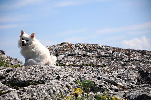 Weißer Pommernhund - Foto, Bild