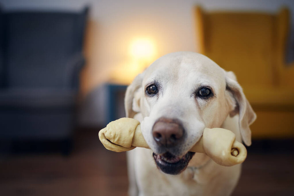 Candid look of happy dog with chewing bone in mouth. Portrait of old labrador retriever at home - Foto, imagen