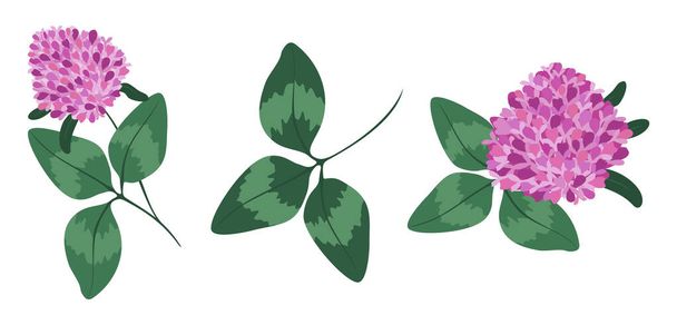 Flower and leaves of clover. Healing clover flower in vector - Вектор,изображение