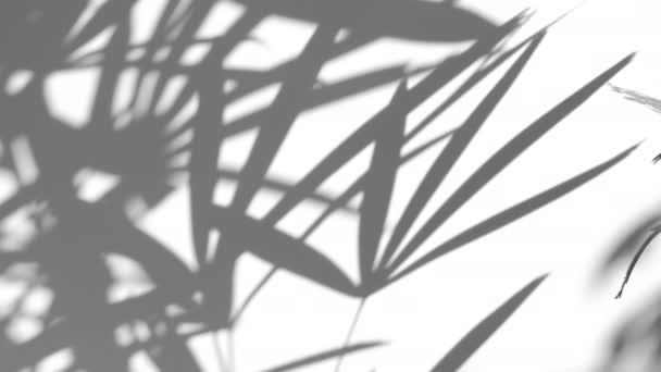 moto di ombra foglia di palma nel vento soffiando sovrapposizione su sfondo bianco parete, concetti estate - Filmati, video
