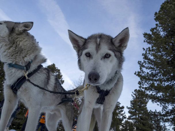 Schlittenhund Husky Porträt in Schneebergen weißen Hintergrund sieht dich an - Foto, Bild