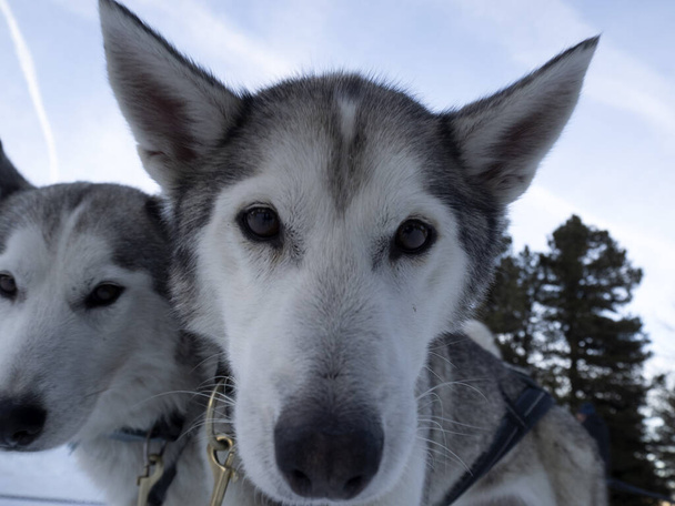 Хаски портрет собаки в снежных горах белый фон, глядя на вас - Фото, изображение