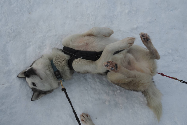 Хаски портрет собаки в снежных горах белый фон, глядя на вас - Фото, изображение