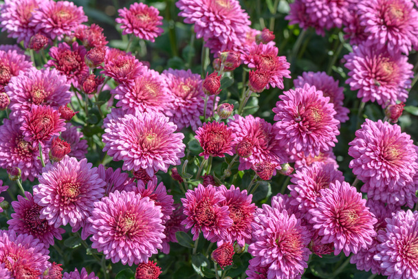 Chrysanthemum - Photo, Image