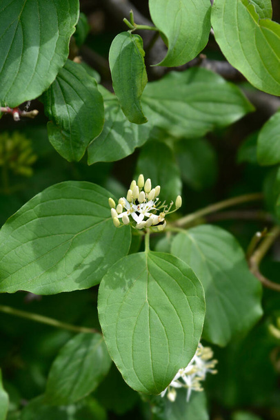 Common Dogwood flowers - Latin name - Cornus sanguinea - Zdjęcie, obraz