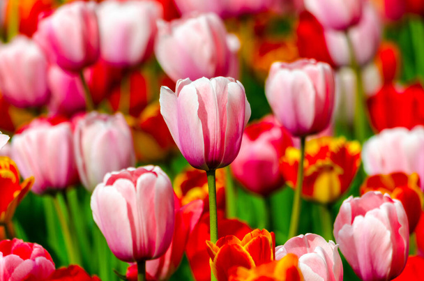 tulipanes rosados en el campo durante el día. Foto de alta calidad - Foto, imagen