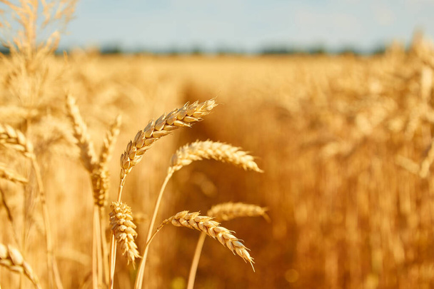 Imagem do campo de trigo com céu azul, dia de verão. - Foto, Imagem