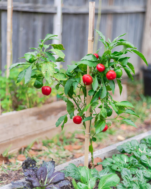 Bamboo stake a homegrown cherry peppers plant on raised bed with abundant of ripen red heart-shaped chili pepper. Vibrant red spicy round pimiento, pimento on branch, Dallas, Texas - Foto, Bild