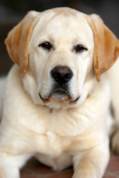 Portrét zblízka bílého labradora psa venku - Fotografie, Obrázek