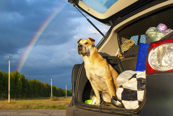Собака сидит в открытом багажнике машины и внимательно наблюдает за улицей.. - Фото, изображение