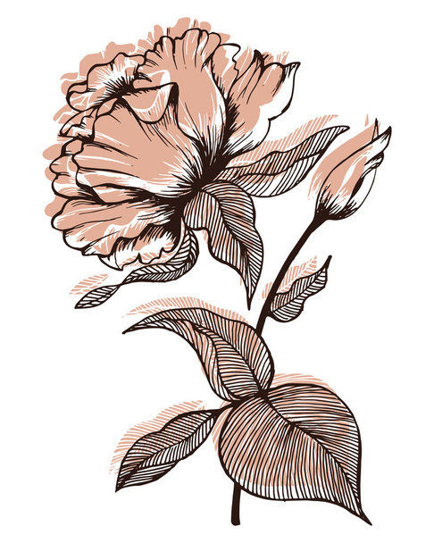 Line drawing of peonies with pink spots on a white background. Decor for cards, invitations, textiles, wallpaper, covers, clothes - Vetor, Imagem