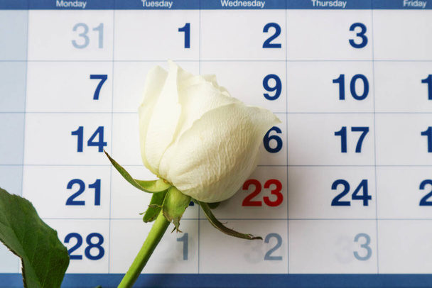 Vista superior, hay un calendario y una rosa blanca en la mesa, los preparativos están en marcha para la celebración del Día de San Valentín - Foto, imagen
