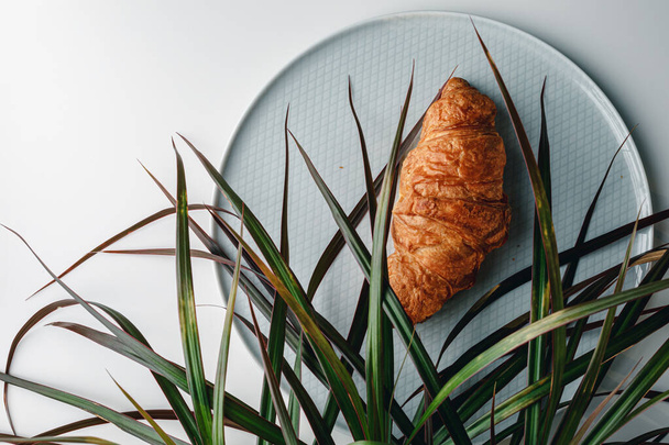 Delicious fresh croissant on a white and light grey background. Croissant with palm tree leaves. French breakfast. Morning. Top view. - Photo, Image