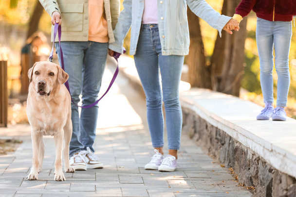 Genitori con figlioletta e cane Labrador che passeggia nel parco - Foto, immagini