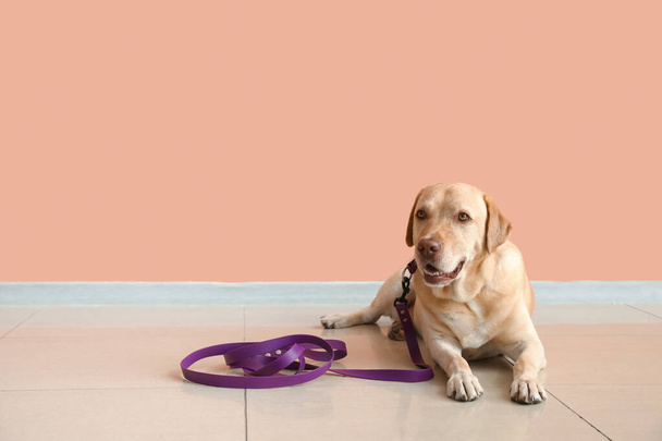 Funny Labrador dog with leash lying near beige wall - Photo, Image