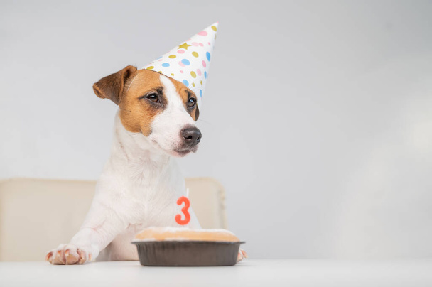 Jack russell terrier in a festive cap by a pie with a candle on a white background. The dog is celebrating its third birthday - Foto, Imagen