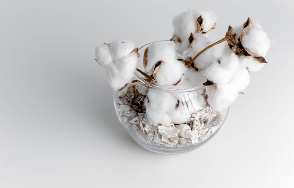 Cotton branch in a glass bowl on white background. Delicate white cotton flowers. Light cotton background, flat lay. cotton flowers on pastel gray background. Top view, copy space. - Foto, imagen