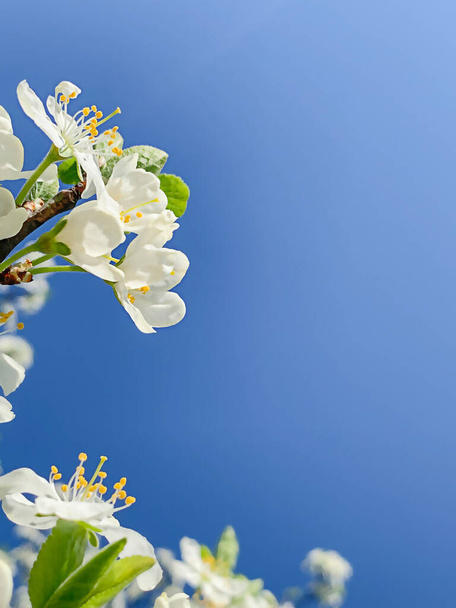 White spring flowering garden trees against the blue sky, copy space - Фото, изображение