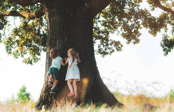 Little boy and girl climbing tree on meadow. Childhood youth growth. - Foto, Imagen
