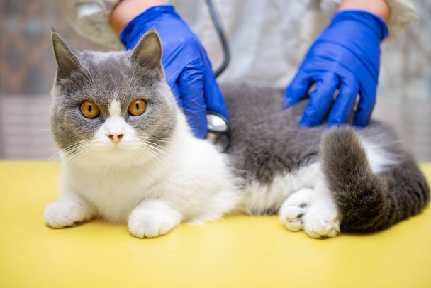 lékař vyšetřující kočku se stetoskopem a kočku dívající se do kamery - Fotografie, Obrázek