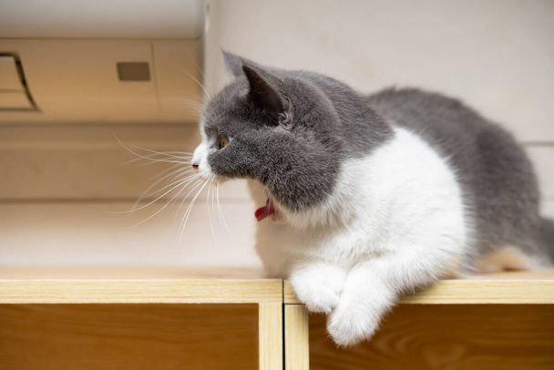 british shorthair cat lying on a wood shelf with an air conditioner nearby - Photo, image