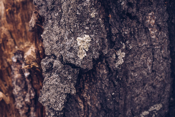 natural background and close up view of lichen on tree bark - Fotoğraf, Görsel
