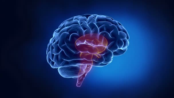 人間の脳の部分 - 映像、動画