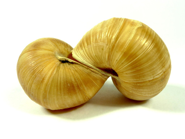 Snails - Photo, Image