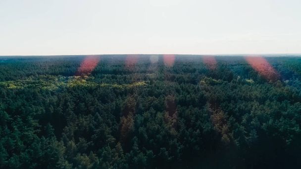 Aerial view of green forest and sky at daytime  - Фото, изображение