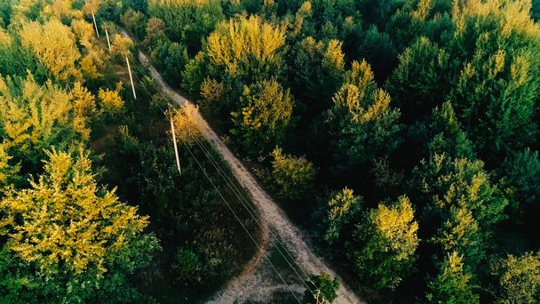 Aerial view of power lines in green forest  - Foto, Bild