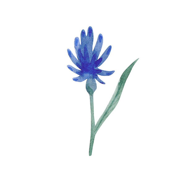 Watercolor illustration of blue flower isolated on white background. Gentle spring collection of hand drawn illustrations. Can be used in wrapping paper, textiles, greeting cards. - Fotoğraf, Görsel