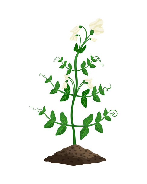 Planta de ervilhas planas - Vetor, Imagem