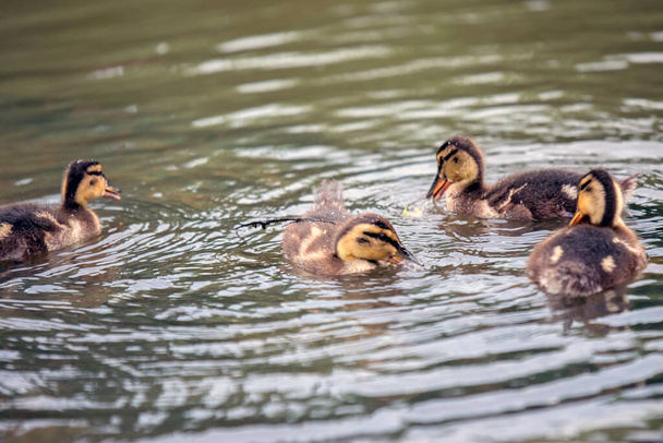 Small Little Duckies Washing Themself At Amsterdam The Netherlands - Fotografie, Obrázek
