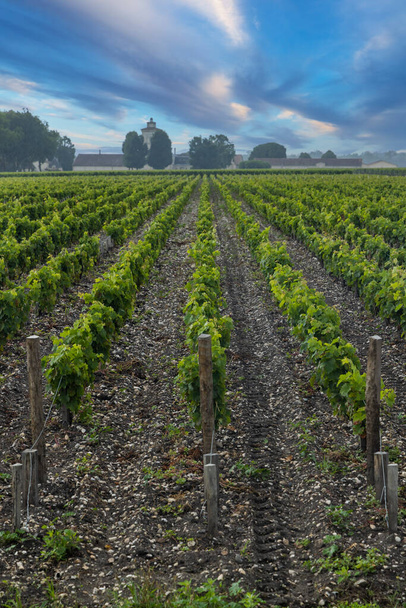Typical vineyards near Chateau Lagrange, Bordeaux, Aquitaine, France - Photo, Image