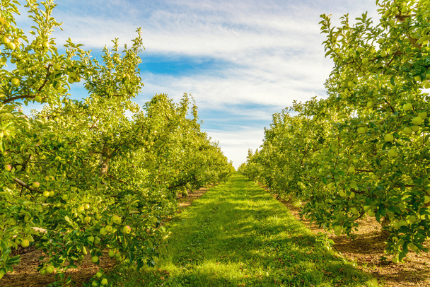 Ряди зелених яблунь
 - Фото, зображення