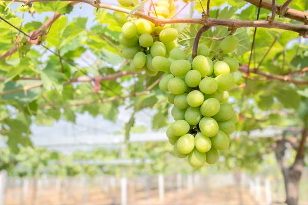 Plantación de viñedos en el fondo de la naturaleza.Las uvas dulces están maduras y listas para una cosecha variada. - Foto, Imagen