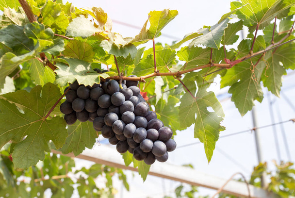 Plantación de viñedos en el fondo de la naturaleza.Las uvas dulces están maduras y listas para una cosecha variada. - Foto, Imagen
