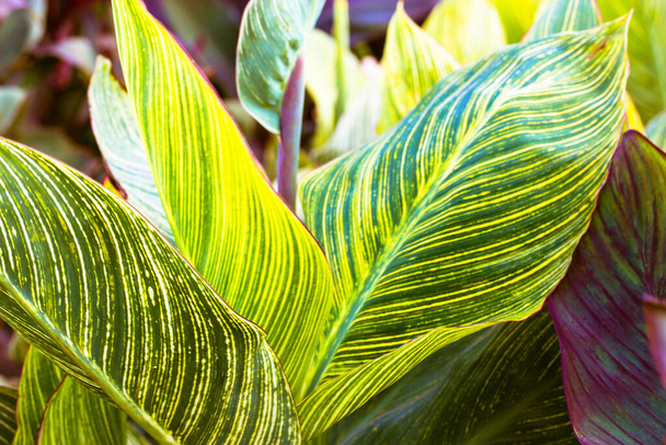 Structure of green and yellow striped Spathiphyllum cannifolium leaf with veins abstract natural background and texture. Two-tone tropical leaves, foliage in the botanical garden, park, outdoors.  - Φωτογραφία, εικόνα