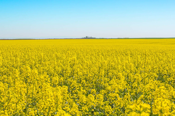 Blossoming beautiful gold yellow rape field scenery - Foto, Bild