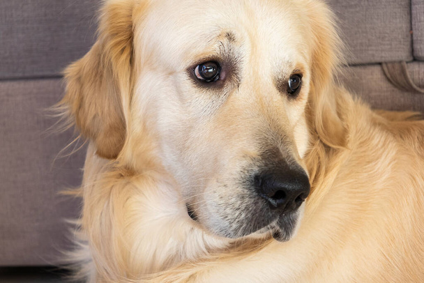 close up shot of golden retriever at home - Foto, afbeelding