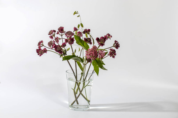 Bouquet of pink Astrantia and wild herbs in a transparent vase on a white background - Фото, изображение