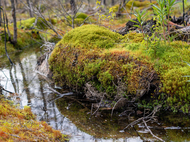 Békés patak folyik között moha borított sziklák az erdőben - Fotó, kép