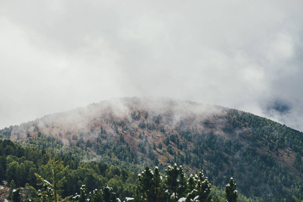 Красочный вид с зеленых ветвей хвойных деревьев со снегом на большую лесную гору в осенних цветах в серых низких облаках. Живописный осенний пейзаж с большой горой с хвойным лесом в дождевых облаках. - Фото, изображение