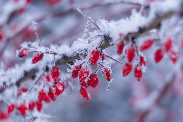 ロシアだ。2022年1月11日クロンシュタット。霜で覆われた果実の絵のような冬の景色. - 写真・画像