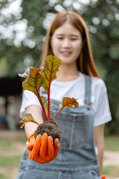 Жіночий садівник концепція молодої жінки садівник, використовуючи руку, щоб тримати рослину здоровою, доглядаючи після відколювання від овочевого ліжка
. - Фото, зображення