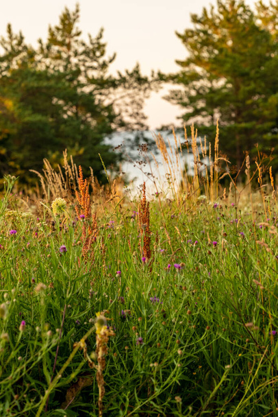 Weinig licht op bloemenweide. Close-up foto van veld met bloemen in de zomer in de buurt van zee. Verticale foto naar zomerweide begroeid met gras, kruiden en bloemen bij zonsondergang. - Foto, afbeelding